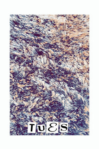 Cozy Comfort: The Magic of Fur 🐾✨