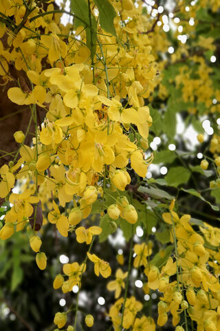 Golden Blossoms: Nature's Sunshine 🌼✨