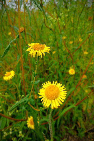 Sunshine Blooms: A Field of Joy 🌼✨