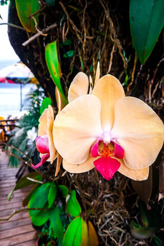 Tropical Elegance: The Flor De Ilhabela 🌺
