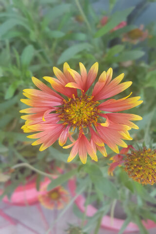 Blossoms of Bliss 🌼✨