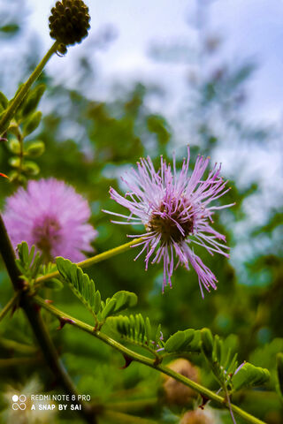Whispers of Nature: The Delicate Flower 🌸✨
