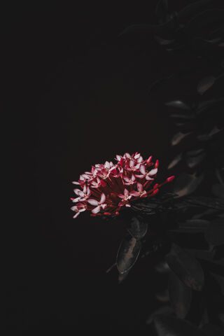 Blooming Beauty in the Shadows 🌸✨