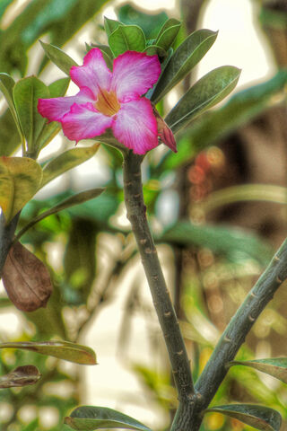 Flor: The Blooming Beauty of Nature 🌸