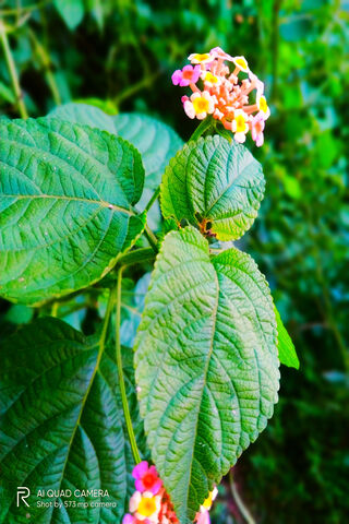Blooming Beauty: Nature's Palette 🌸🌿