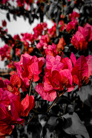 Bougainvillea Bliss 🌸✨