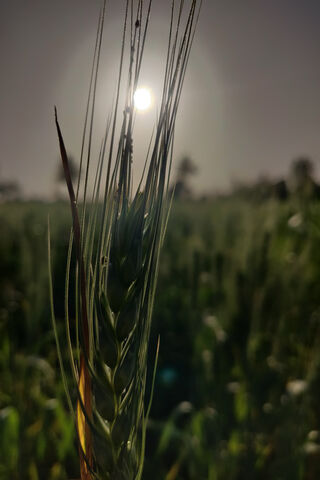 Golden Fields: A Glimpse of Nature's Bounty 🌾☀️