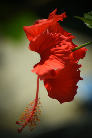 Blossom of Joy: The Hibiscus Delight 🌺