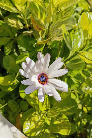 Flor: A Blooming Beauty 🌼