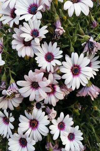 Blooming Beauty: The Essence of Flores 🌸✨