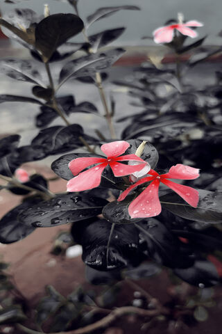 Blooming Beauty: A Touch of Color in Nature 🌸✨