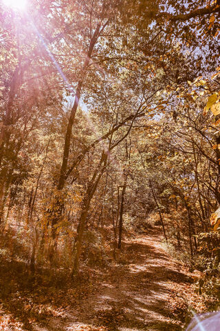 Autumn Serenity: A Walk Through Fall Woods 🍂✨