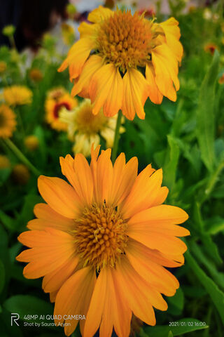 Golden Blooms: Nature's Sunshine 🌼✨