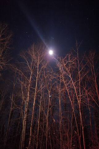 Moonlit Whispers: A Night in the Forest 🌙🌲