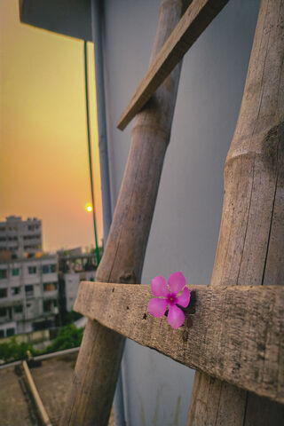 Sunset Serenity: A Flower's Embrace
