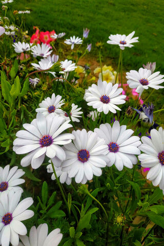 Daisy Delight: A Bloomi..