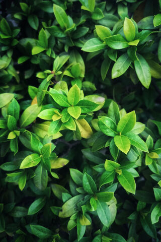 Green Leaves