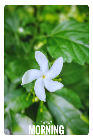 Awakening Blossoms 🌼