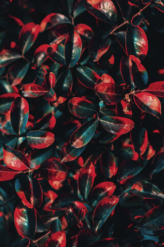 Crimson Leaves: Nature's Bold Palette 🍃❤️