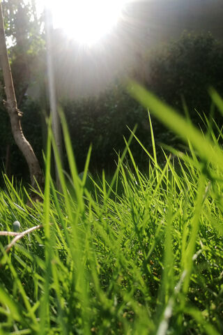 Sunlit Serenity: A Glimpse of Nature's Carpet 🌱☀️