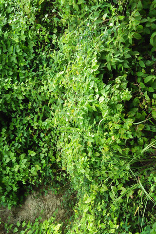 Lush Greenery: The Vibrant Life of a Green Shrub 🌿
