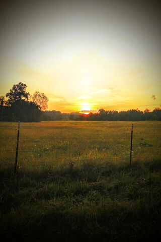 Green Grass