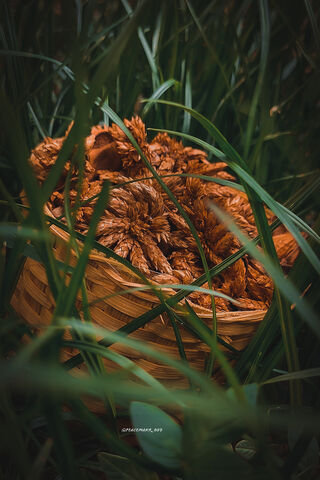 Nature's Hidden Treasure 🌿✨