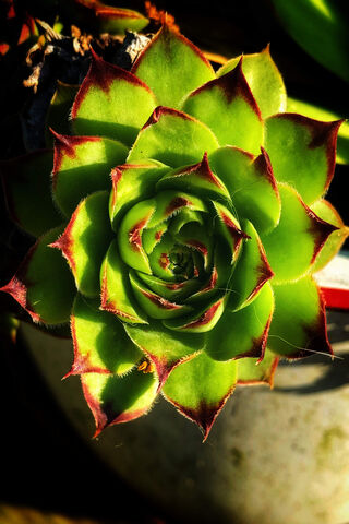 Succulent Splendor: Nature's Jewel 🌿✨