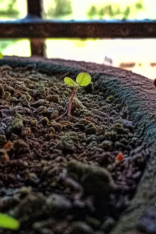 New Beginnings: The Journey of a Tiny Sprout 🌱