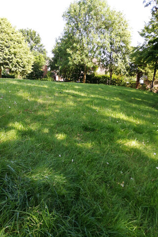 Lush Green Serenity: A Day in the Grass 🌿☀️