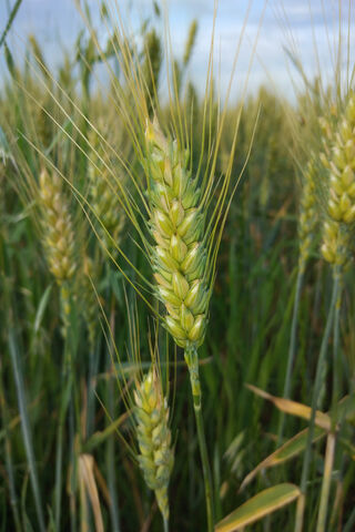 Golden Fields of Grain 🌾✨