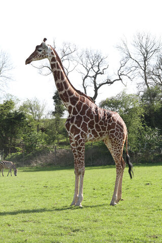 Giraffe 5566: The Towering Wonder of the Savannah 🌿🦒