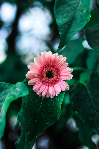 Gerbera