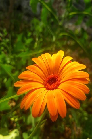 Radiant Beauty: The Orange Blossom 🌼✨