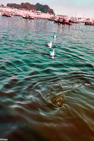 Harmony at the Ganga Sangam 🌊✨