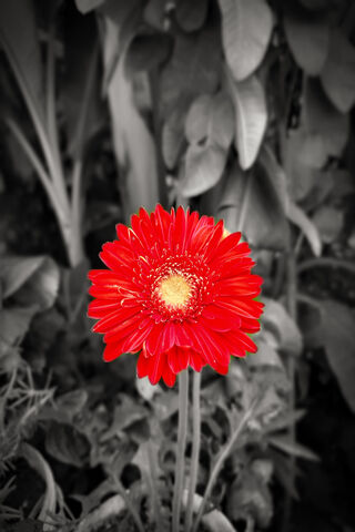 Gerbera Flower