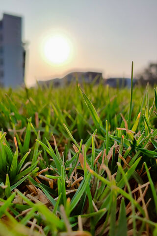 Golden Glow on Green Bliss 🌞🌱