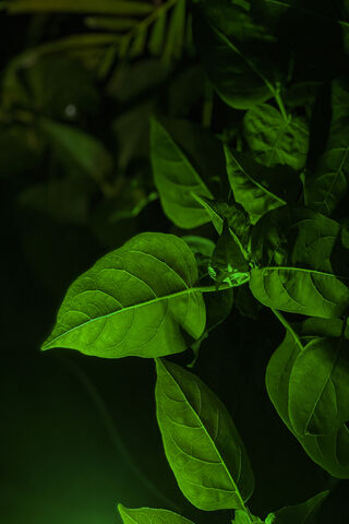 Lush Green Serenity 🌿✨