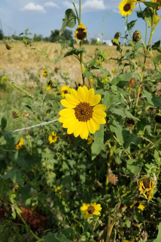 Girasol