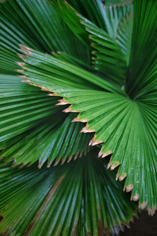 Lush Green Serenity 🌿