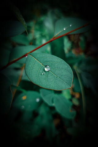 Nature's Gem: The Waterdrop on Green Leaf 🌿💧