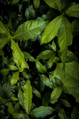 Greeny Green
