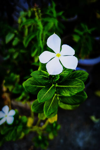 Elegant White Blossom: Nature's Beauty Unveiled 🌼