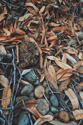 Nature's Tapestry: The Beauty of Hojas 🍂✨
