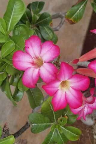 Hawaii Flowers
