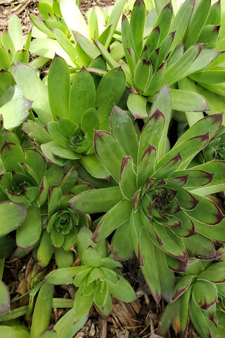 Hens And Chicks