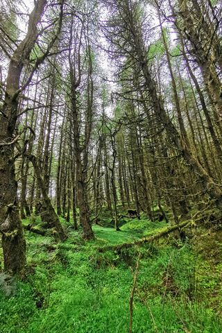 Enchanted Greenery of the Irish Forest 🍃🌲