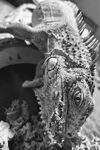 Iguana Snack Time! 🦎🥗