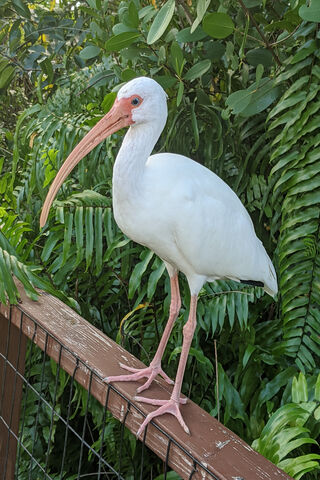 Ibis: The Elegant Wader of Wetlands 🌿