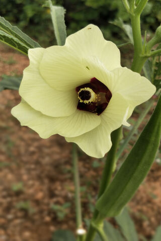 Kashmiri Sawari: The Elegant Blossom of Kashmir 🌼